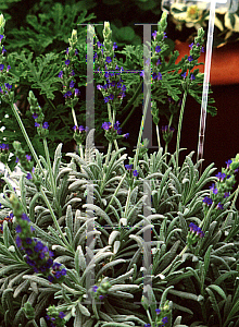 Picture of Lavandula angustifolia 'Goodwin Creek'