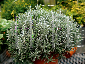 Picture of Lavandula x intermedia 'Fred Boutin'