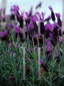 Picture of Lavandula stoechas 'Otto Quast'