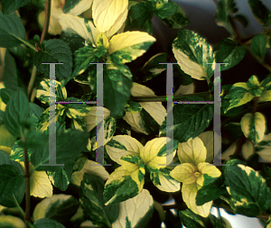 Picture of Mentha x piperita 'Variegata'