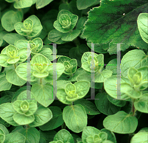 Picture of Origanum vulgare ssp. hirtum 'Noa'