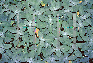 Picture of Salvia officinalis 'Bergarten'