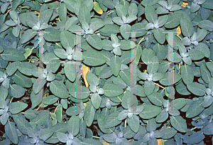 Picture of Salvia officinalis 'Bergarten'