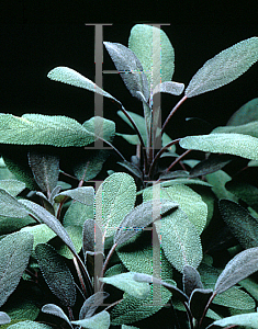 Picture of Salvia officinalis 'Purpurea'