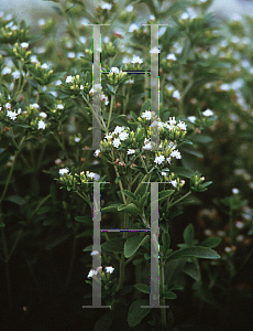 Picture of Stevia rebaudiana 