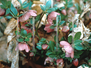 Picture of Helleborus orientalis 