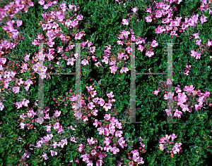 Picture of Thymus praecox 'Pink Chintz'