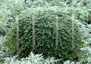 Picture of Thymus serpyllum 'Elfin'