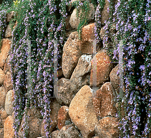 Picture of Rosmarinus officinalis 'Irene'