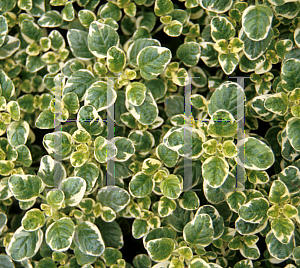 Picture of Origanum vulgare 'Variegatum'