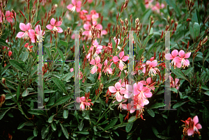 Picture of Oenothera lindheimeri 'Siskiyou Pink'