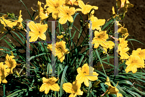 Picture of Hemerocallis  'Miss Victoria'