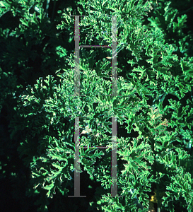 Picture of Pelargonium crispum 