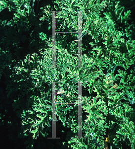 Picture of Pelargonium crispum 