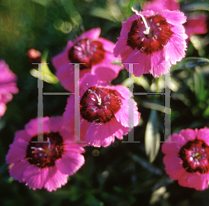 Picture of Dianthus  'Joan's Blood'