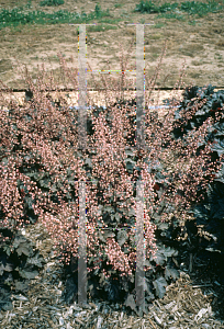 Picture of Heuchera  'Harmonic Convergence'