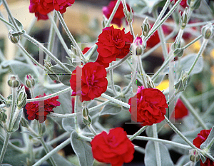 Picture of Lychnis coronaria 'Gardener's World'