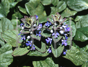 Picture of Ajuga  'Tropic King'