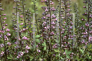 Picture of Baptisia  'Purple Smoke'