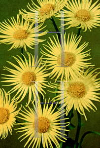 Picture of Doronicum orientale 