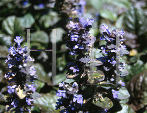 Picture of Ajuga reptans 'Catlin's Giant'