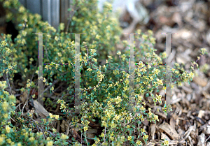 Picture of Thymus x citriodorus 'Aureus'