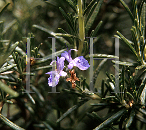 Picture of Rosmarinus officinalis 'Ken Taylor'