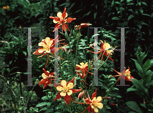 Picture of Aquilegia x hybrida 'McKana's Giant'