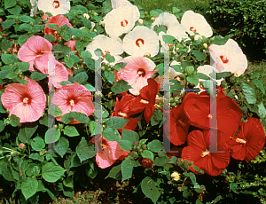 Picture of Hibiscus moscheutos 'Disco Belle Mix'