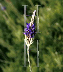 Picture of Lavandula pinnata 