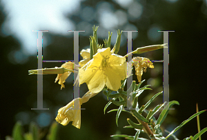 Picture of Oenothera fruticosa 