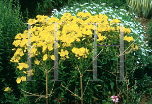 Picture of Oenothera fruticosa 