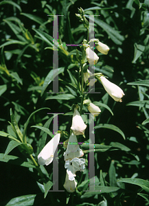 Picture of Penstemon barbatus 'Bashful'