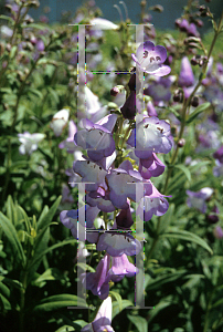 Picture of Penstemon hartwegii 'Alice Hindley'