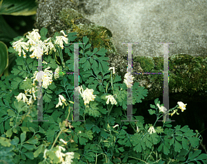 Picture of Dicentra eximia 'Snowflakes'