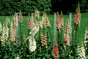 Picture of Digitalis purpurea 'Foxy'