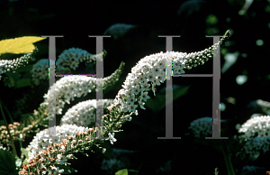 Picture of Lysimachia clethroides 