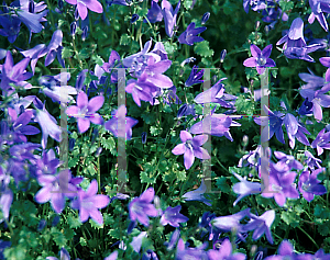 Picture of Campanula  'Birch Hybrid'