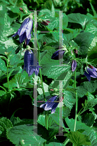 Picture of Campanula  'Kent Belle'