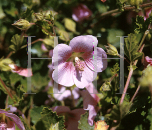 Picture of Anisodontea x hypomandarum 'Tara's Pink'