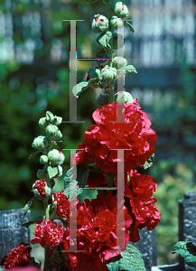 Picture of Alcea rosea 'Chater's Double'