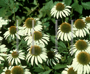 Picture of Echinacea purpurea 'White Swan'