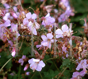 Picture of Geranium macrorrhizum 'Ingwersen's Variety'