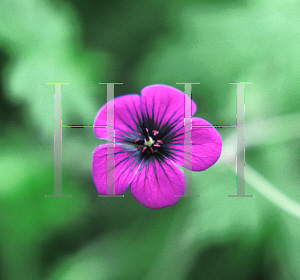 Picture of Geranium sanguineum 