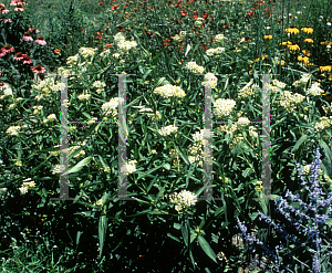 Picture of Asclepias incarnata 'Ice Ballet'