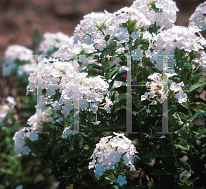 Picture of Phlox paniculata 'Mt. Fuji'