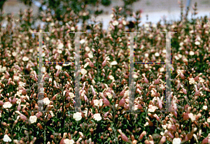 Picture of Salvia greggii 'Sierra San Antonio'