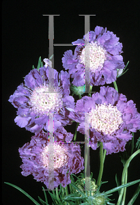 Picture of Scabiosa caucasica 'Fama'