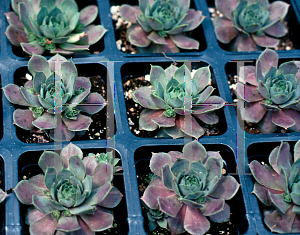 Picture of Sempervivum  'Silverine'