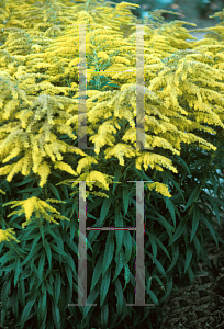 Picture of Solidago canadensis 'Crown of Rays'